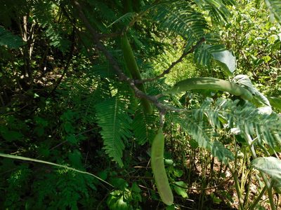 Vachellia pennatula, photographed by Jonathan Rodriguez