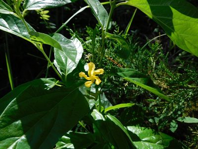 Mandevilla foliosa, photographed by Jonathan Rodriguez