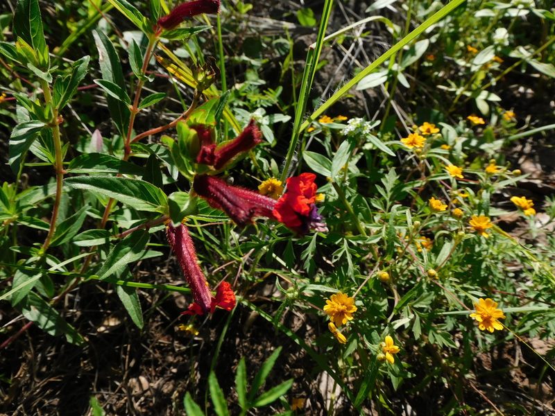 Cuphea llavea, photographed by Jonathan Rodriguez
