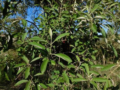 Buddleja parviflora, photographed by Jonathan Rodriguez