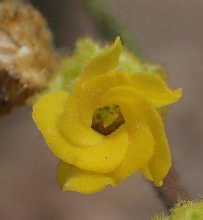 Hermannia decipiens, photographed by Nicola van Berkel