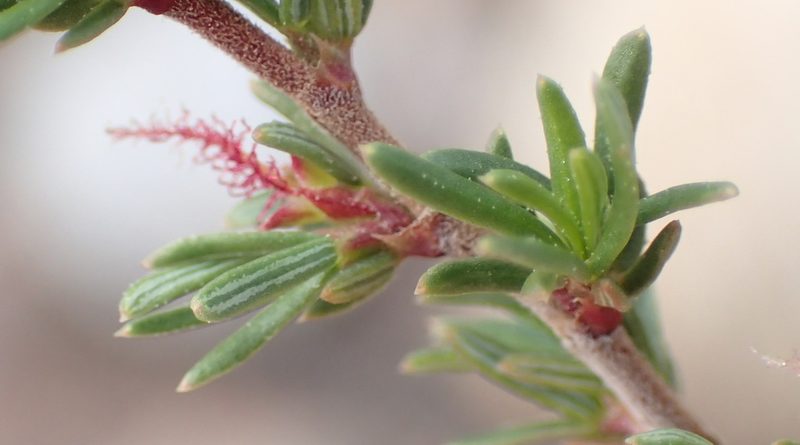 Cliffortia ramosissima, photographed by Nicola van Berkel