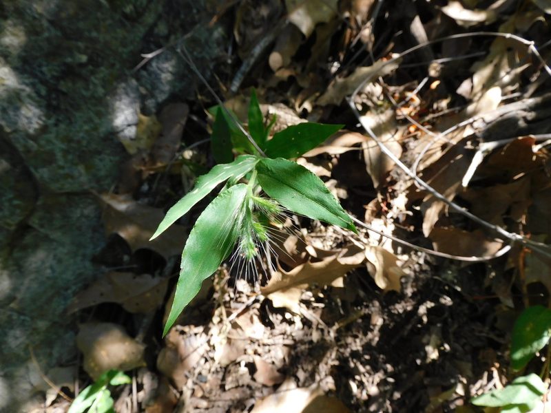 Oplismenus burmanni, photographed by Jonathan Rodriguez