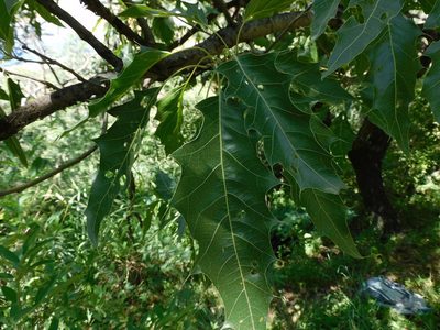 Quercus albocincta, photographed by Jonathan Rodriguez