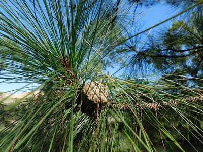 Pinus oocarpa, photographed by Jonathan Rodriguez