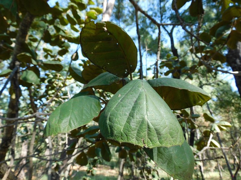 Quercus tarahumara, photographed by Jonathan Rodriguez