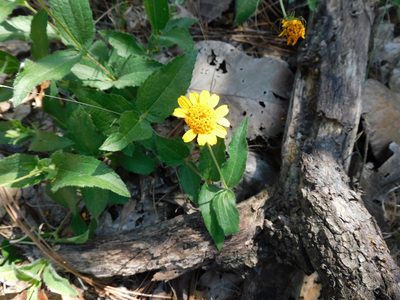 Lasianthaea podocephala, photographed by Jonathan Rodriguez