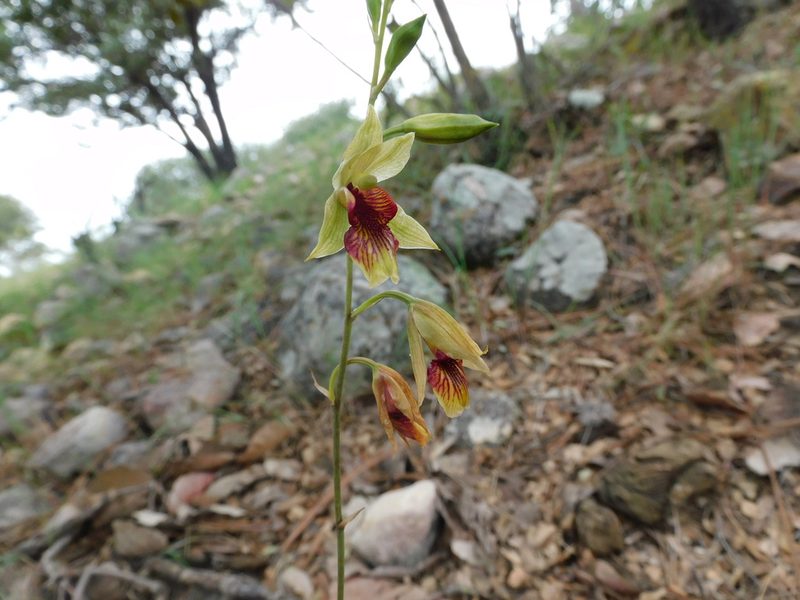 Bletia roezlii, photographed by Jonathan Rodriguez