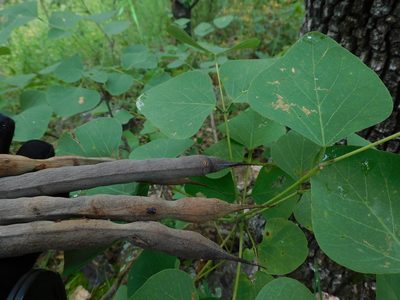Erythrina flabelliformis, photographed by Jonathan Rodriguez