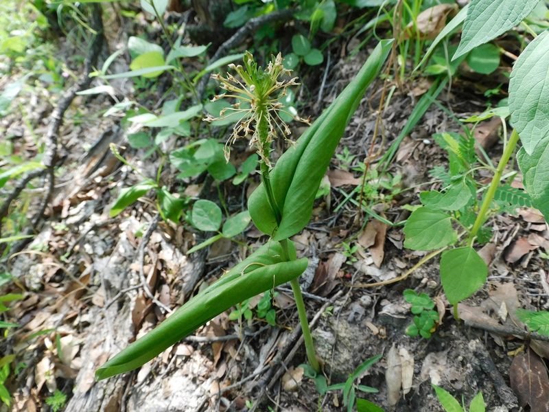 Malaxis brachyrrhynchos, photographed by Jonathan Rodriguez