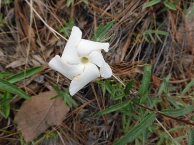Mandevilla hypoleuca, photographed by Jonathan Rodriguez