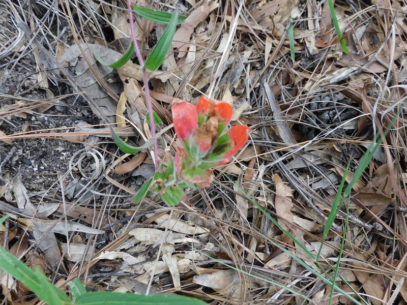 Castilleja nervata, photographed by Jonathan Rodriguez