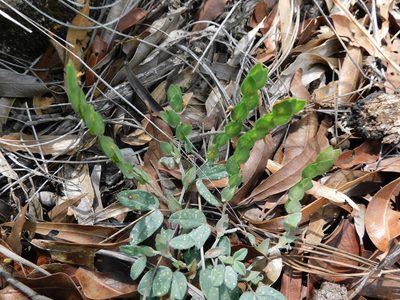 Zornia reticulata, photographed by Jonathan Rodriguez