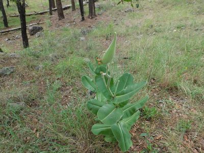 Asclepias lemmonii, photographed by Jonathan Rodriguez