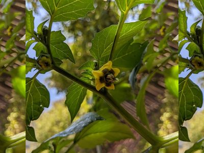 Physalis philadelphica, photographed by Matt LaFave