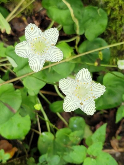 Parnassia asarifolia, photographed by snail_hiker