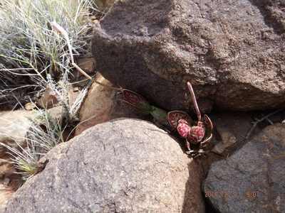 Adromischus trigynus, photographed by Martyn Drabik-Hamshare