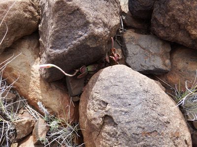 Adromischus trigynus, photographed by Martyn Drabik-Hamshare