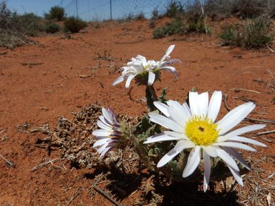 Arctotis leiocarpa, photographed by Martyn Drabik-Hamshare