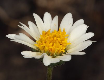 Layia leucopappa, photographed by Steve Matson
