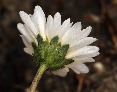 Layia leucopappa, photographed by Steve Matson