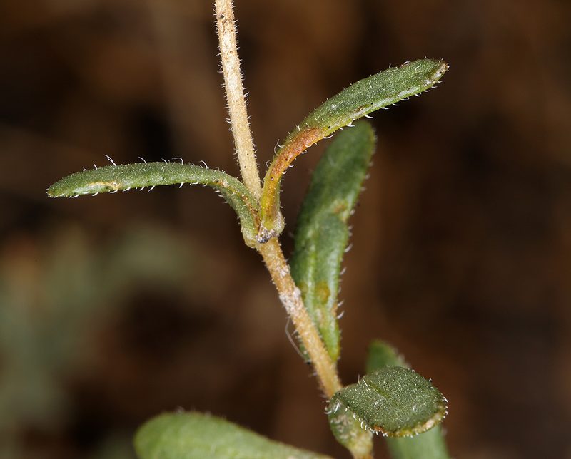 Layia leucopappa, photographed by Steve Matson