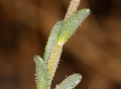 Layia leucopappa, photographed by Steve Matson