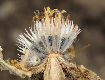 Layia leucopappa, photographed by Steve Matson