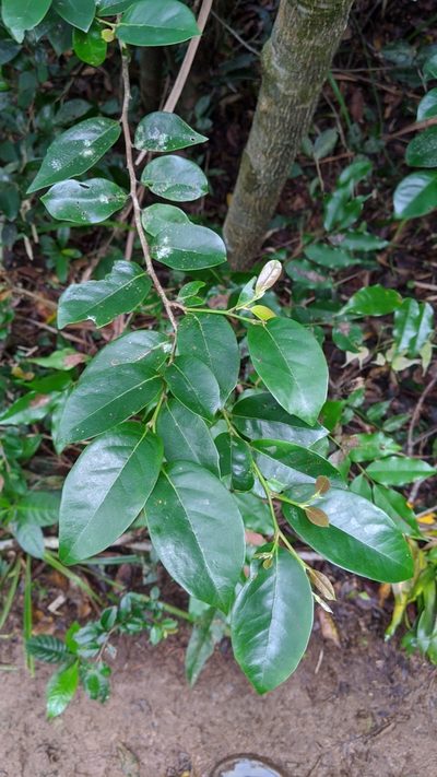 Distylium racemosum, photographed by Cheng-Te Hsu