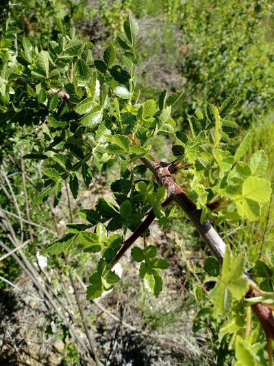 Bursera linanoe, photographed by Juan Antonino Sandoval