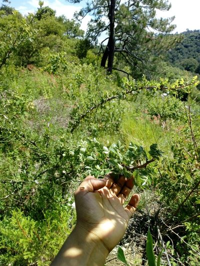 Bursera linanoe, photographed by Juan Antonino Sandoval