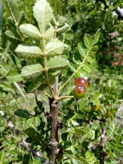 Bursera linanoe, photographed by Juan Antonino Sandoval