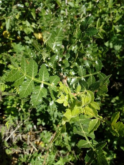 Bursera glabrifolia, photographed by Juan Antonino Sandoval