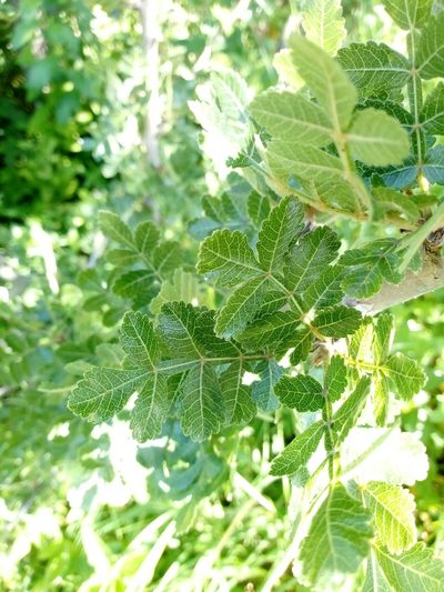 Bursera glabrifolia, photographed by Juan Antonino Sandoval