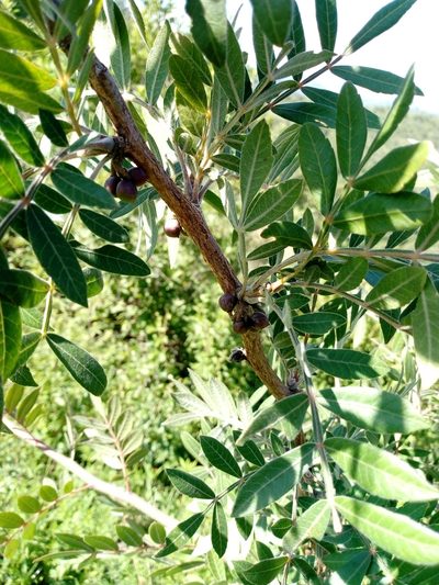Bursera ariensis, photographed by Juan Antonino Sandoval