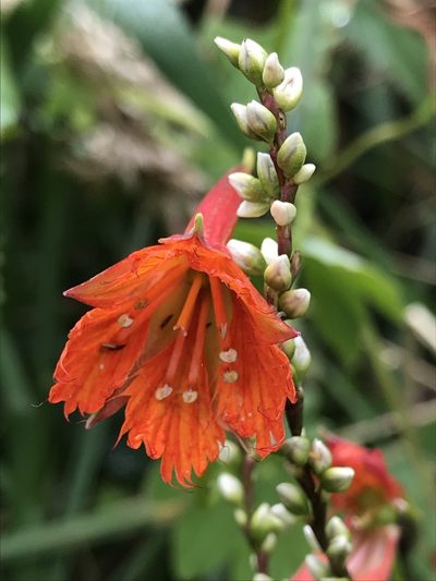 Tropaeolum smithii, photographed by Nicolás Baresch Uribe