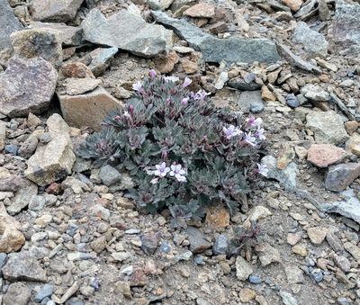 Collomia larsenii, photographed by John Brew