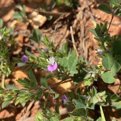 Kummerowia stipulacea, photographed by Miranda Kohout
