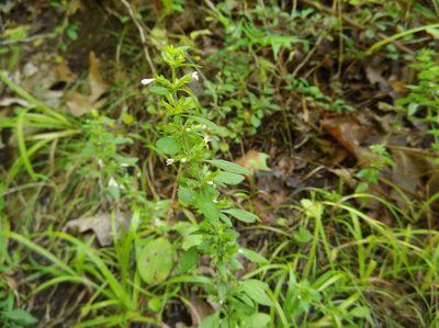 Hedeoma pulegioides, photographed by Taro Ietaka