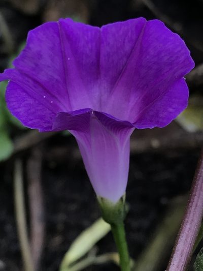Ipomoea dumetorum, photographed by Nicolás Baresch Uribe