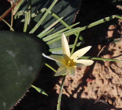 Romulea hirta, photographed by Tony Rebelo