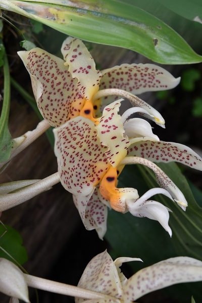 Stanhopea oculata, photographed by Neptalí Ramírez Marcial