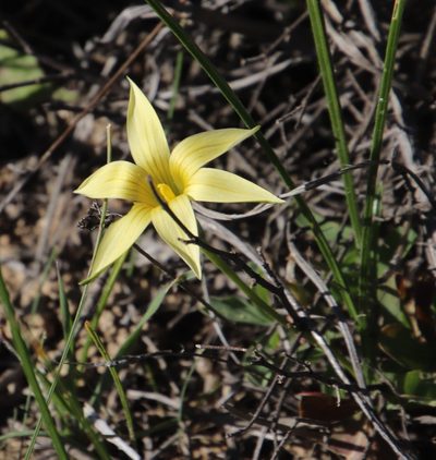 Romulea monticola, photographed by Tony Rebelo