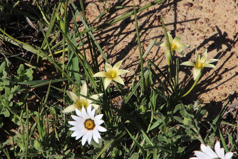 Romulea monticola, photographed by Tony Rebelo