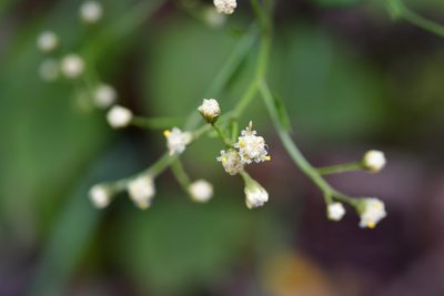 Archibaccharis serratifolia, photographed by Neptalí Ramírez Marcial