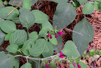 Salvia chiapensis, photographed by Neptalí Ramírez Marcial