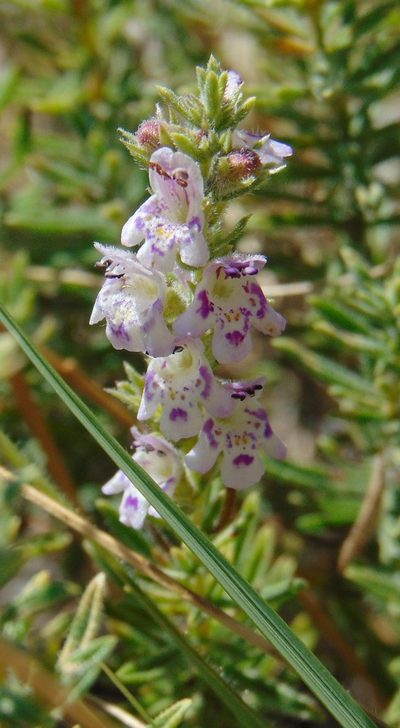 Satureja cuneifolia, photographed by viridian