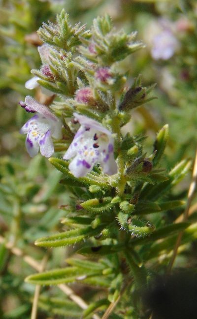 Satureja cuneifolia, photographed by viridian
