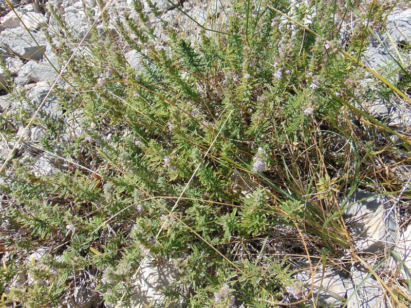 Satureja cuneifolia, photographed by viridian