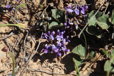 Dolichos decumbens, photographed by Tony Rebelo